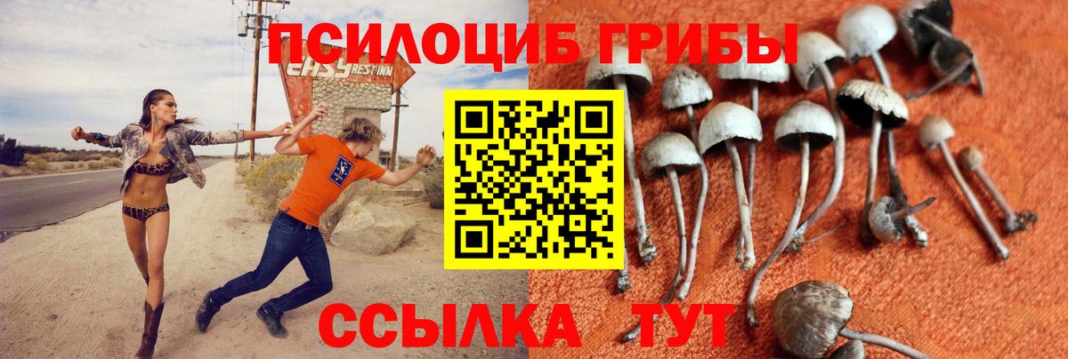 Галлюциногенные грибы Psilocybe  Вход с VPN  Тайшет  Галлюциногенные грибы прущие грибы 